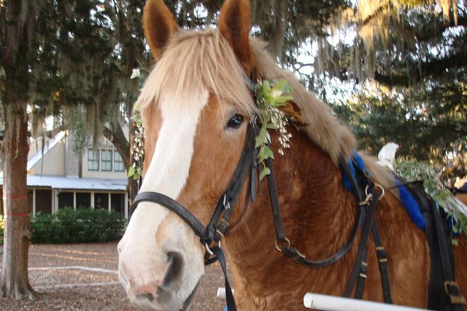 #1 Historical Horse Drawn Carriage Tour - The Old Beaufort route, from colonial days to today