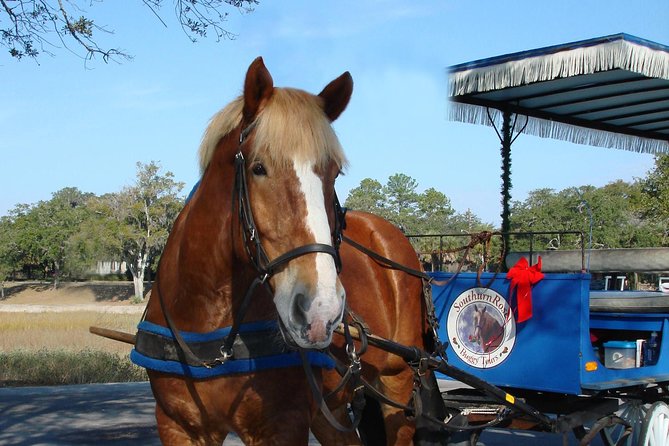 #1 Historical Horse Drawn Carriage Tour - Value, group size, and practical costs