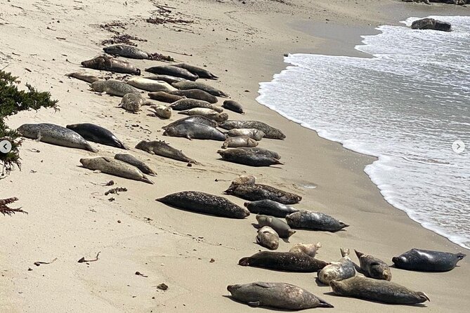 17-Mile Drive Electric Bike Guided Tour - Seal Rock Creek Beach and Fanshell Overlook