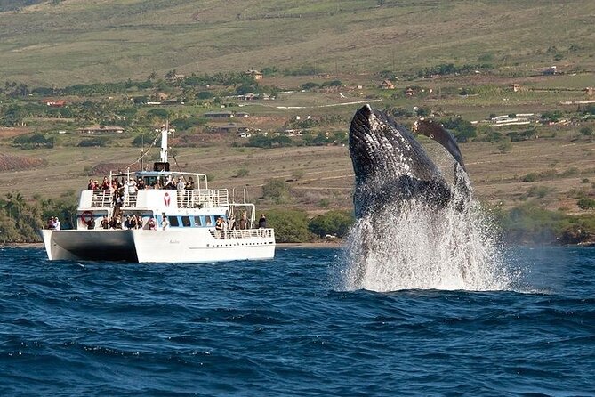 2-Hour Oahu Whale Watch from Ala Wai Harbor, Waikiki - Key points at a glance