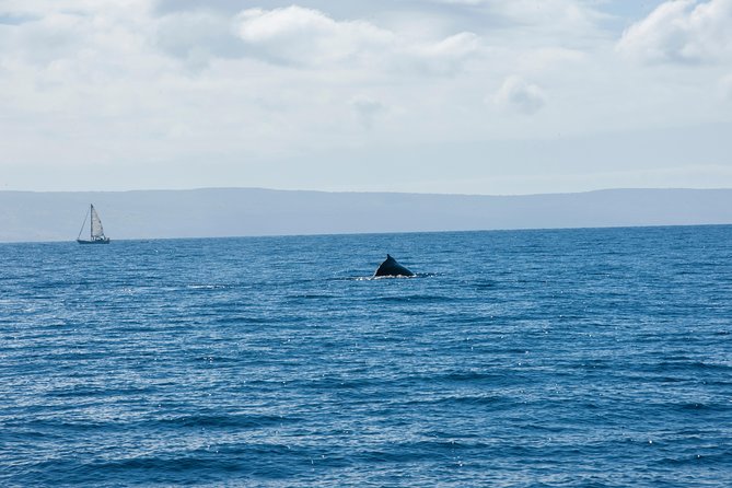 2-Hour Oahu Whale Watch from Ala Wai Harbor, Waikiki - Snacks, drinks, seasickness, and weather