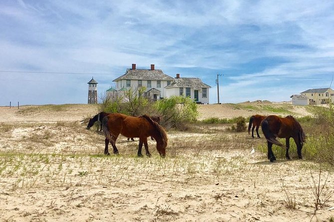 2-hour Outer Banks Wild Horse Tour by 4WD Truck - Key points to know before you book
