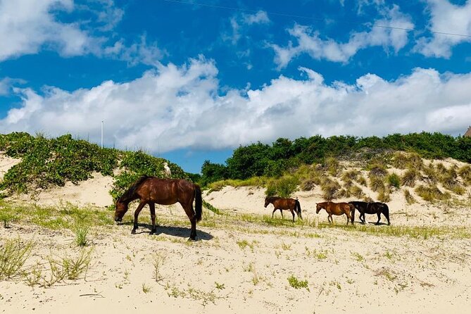 2-hour Outer Banks Wild Horse Tour by 4WD Truck - Starting at 1148 Ocean Trail in Corolla