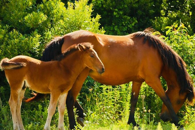 2-hour Outer Banks Wild Horse Tour by 4WD Truck - What the horse story adds to the drive