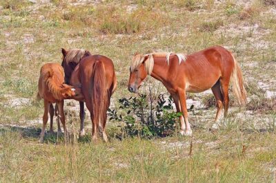 2-hour Outer Banks Wild Horse Tour by 4WD Truck