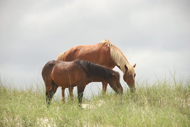 2-hour Outer Banks Wild Horse Tour by 4WD Truck - Is the two-hour format good value?
