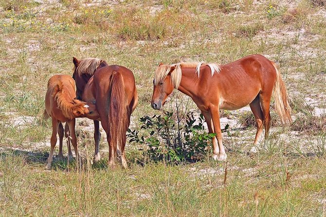 2-hour Outer Banks Wild Horse Tour by 4WD Truck - Riding an open-air 4WD truck over the sand