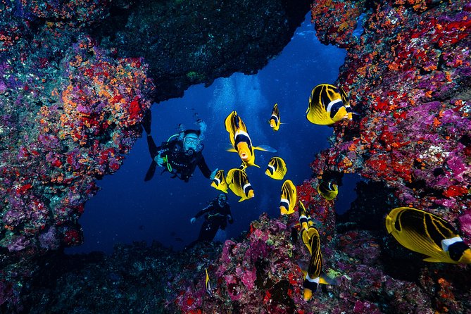 2 Tank Lanai Cathedral Scuba Dive Via Boat for Certified Divers - First Site: A Careful Start at 50 to 75 Feet