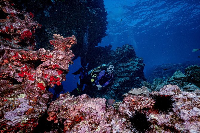2 Tank Lanai Cathedral Scuba Dive Via Boat for Certified Divers - How Much Value You Get for $306.89
