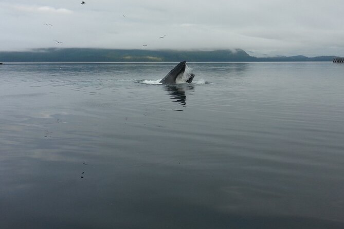 3.5 Hour Crowd-Skipping Whale Tour in Juneau, Alaska - Auke Bay is the real starting point