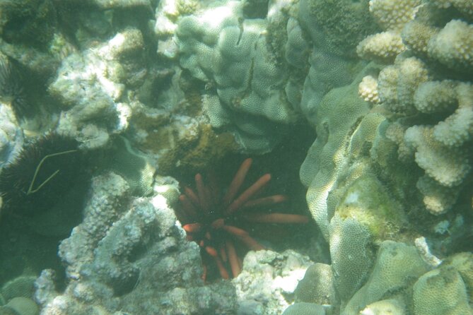 3.5 Hour Kailua-Kona Ocean Kayak and Snorkel Tour - Snorkeling over coral and colorful fish