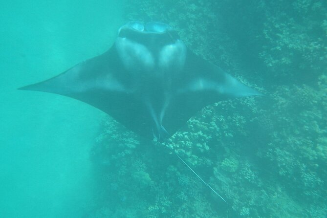 3.5 Hour Kailua-Kona Ocean Kayak and Snorkel Tour - Guides who add more than safety instructions