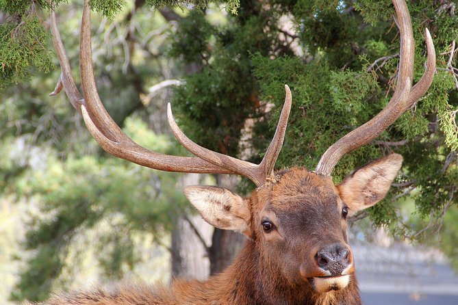 3 Hour Back-Road Safari to Grand Canyon with Entrance Gate By-Pass at 9:30 am - What the guides add to the experience
