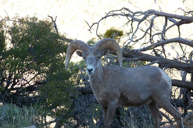 3 Hour Back-Road Safari to Grand Canyon with Entrance Gate By-Pass at 9:30 am - Is $130 a fair price?