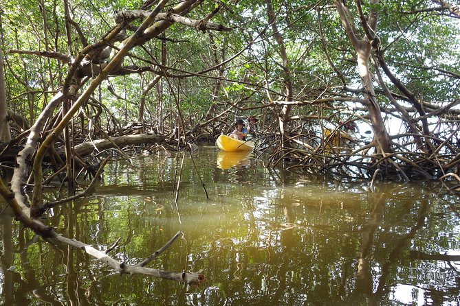 3 Hour Guided Mangrove Tunnel Kayak Eco Tour - Looking for alligators, birds, fish, and frogs