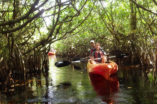3 Hour Guided Mangrove Tunnel Kayak Eco Tour - Price, timing, and overall value
