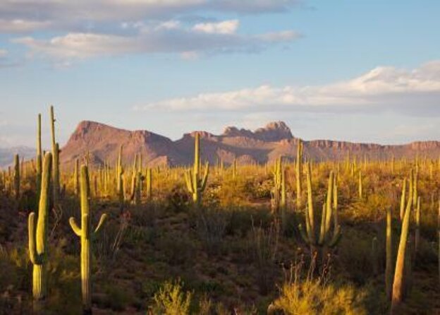 3 Hour Guided TomCar ATV Experience in Sonoran Desert - Key points to know before you book