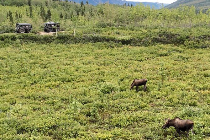 3 Hour SHERP Tour: Denali Fat Truck Tours - Is $249 a good value?