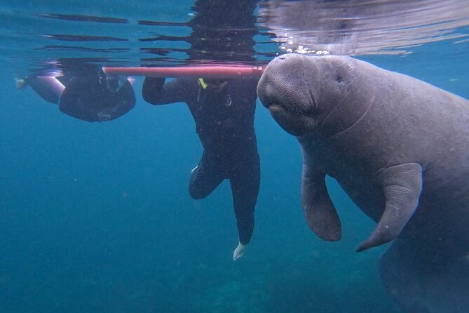 3 Hour Small Group All Inclusive Manatee Swim with free Photo pkg - Key Points Before You Book