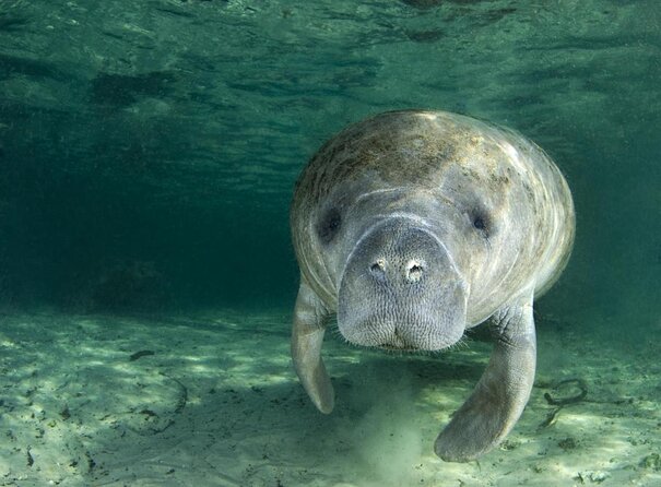 3 Hour Small Group All Inclusive Manatee Swim with free Photo pkg - Starting at Pete’s Pier in Kings Bay