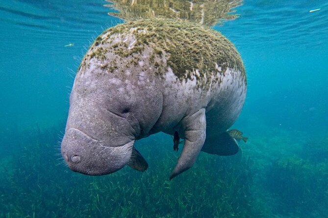 3 Hour Small Group All Inclusive Manatee Swim with free Photo pkg - The Included Photo Package Is Worth Noticing