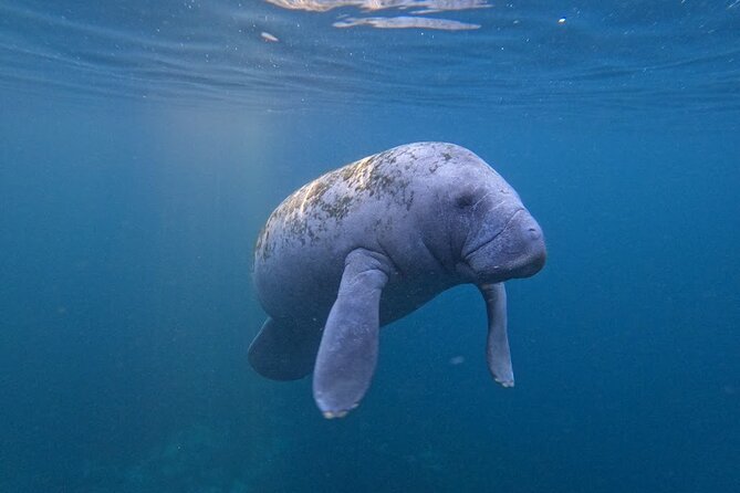 3 Hour Small Group All Inclusive Manatee Swim with free Photo pkg - Is $99 a Fair Price?