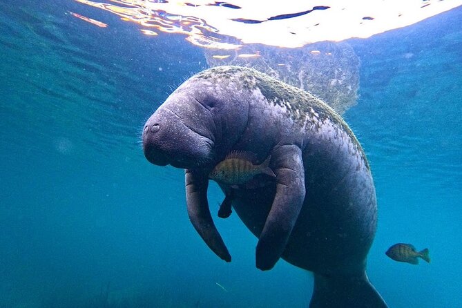 3 Hour Small Group All Inclusive Manatee Swim with free Photo pkg - Entering the Crystal River National Wildlife Refuge