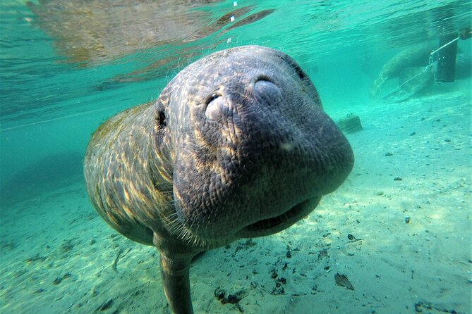 3 hours Manatee Swim Tour in Florida - Key points at a glance