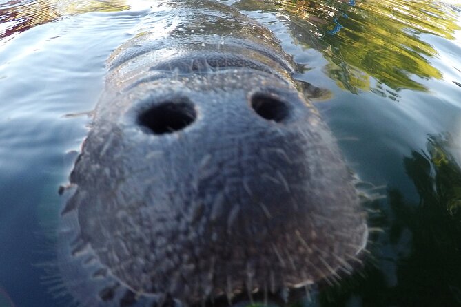 3 hours Manatee Swim Tour in Florida - Getting fitted for the water