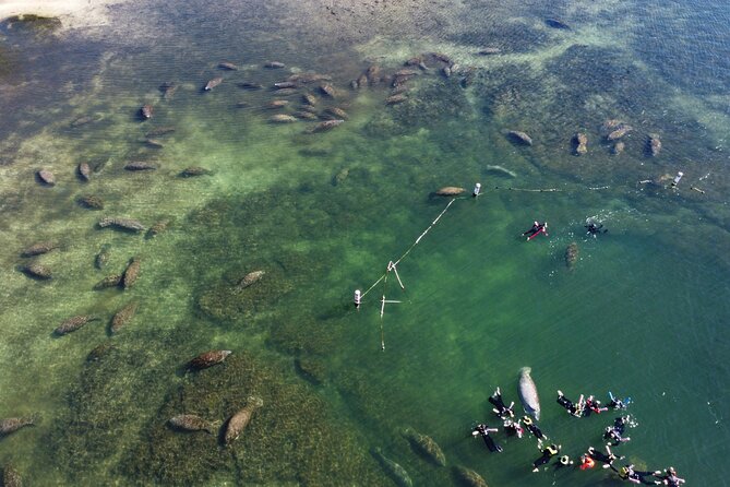 3 hours Manatee Swim Tour in Florida - Swimming beside gentle giants