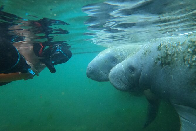 3 hours Manatee Swim Tour in Florida - What makes the guides valuable