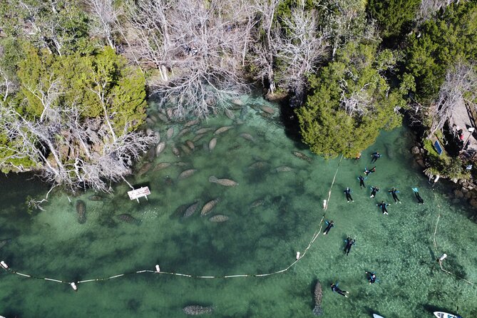 3 hours Manatee Swim Tour in Florida - Who should book this experience?