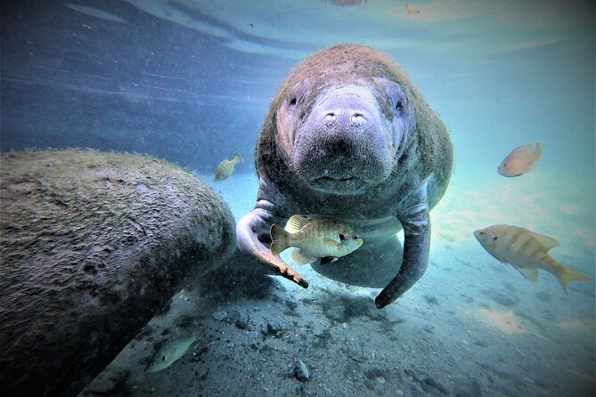 3 hours Manatee Swim Tour in Florida - Finding manatees around Kings Bay