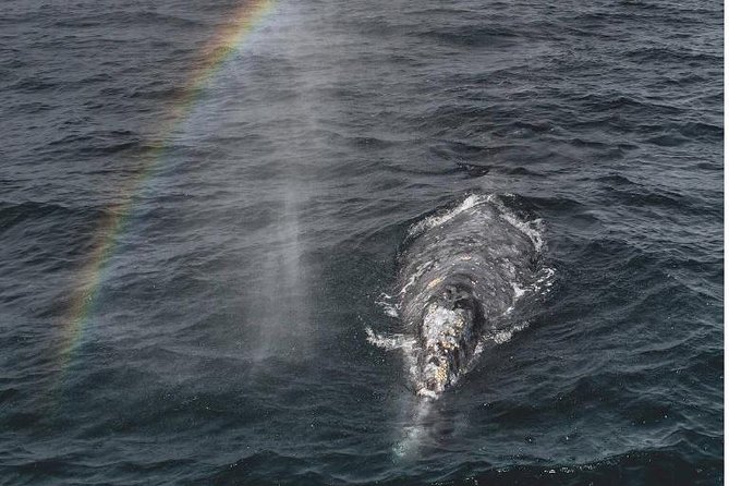 4 Hour Whale Watching Tour From Monterey - Key points to know before booking