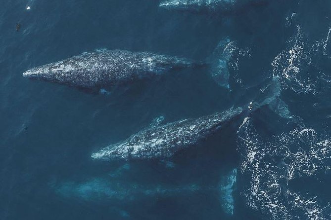 4 Hour Whale Watching Tour From Monterey - What the naturalist adds to the morning