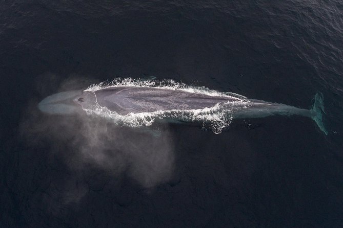 4 Hour Whale Watching Tour From Monterey - Searching for whales in open Pacific water