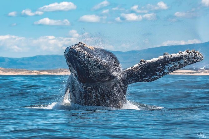4 Hour Whale Watching Tour From Monterey - The real issue: motion sickness and cold