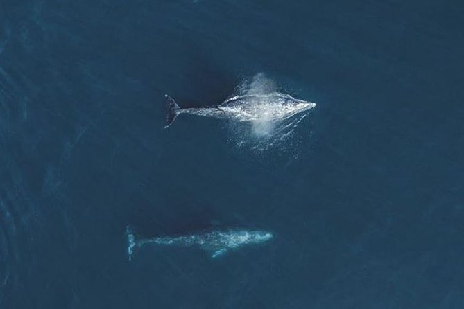 4 Hour Whale Watching Tour From Monterey - How good is the photography?