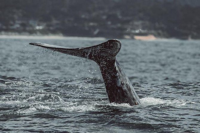 4 Hour Whale Watching Tour From Monterey - Why Monterey Bay is such a strong whale-watching setting