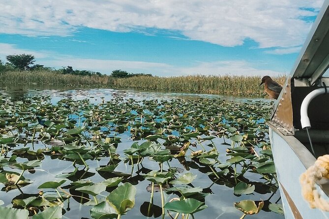 60 min. Everglades Airboat ride & pick-up ,small group +pro guide - The alligator show adds a different kind of entertainment
