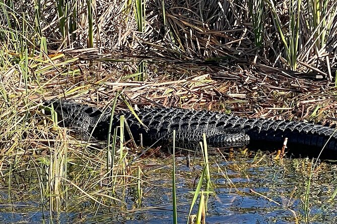 60 min. Everglades Airboat ride & pick-up ,small group +pro guide - Is $78 a good value?