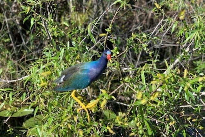60 Minutes Small Group Everglades Airboat Ride in Miami - Why this short Everglades ride works