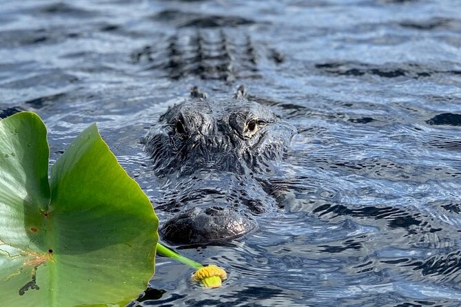 60 Minutes Small Group Everglades Airboat Ride in Miami - Searching the back river for alligators