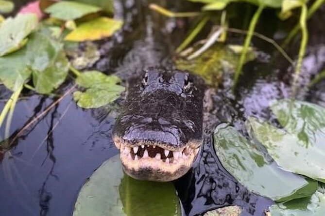 60 Minutes Small Group Everglades Airboat Ride in Miami - Meeting the boat just outside Miami
