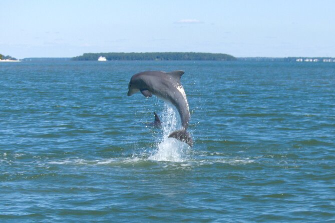 90-Minute Private Dolphin Tour in Hilton Head Island - Key Details Before You Book