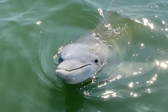 90-Minute Private Dolphin Tour in Hilton Head Island - Why a Private Dolphin Trip Changes the Experience