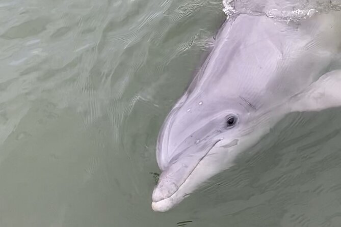 90-Minute Private Dolphin Tour in Hilton Head Island - Marshes, Oysters, Crabs, and the Lowcountry Food Chain