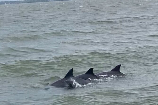 90-Minute Private Dolphin Tour in Hilton Head Island - Along Daufuskie Island and the Cooper River