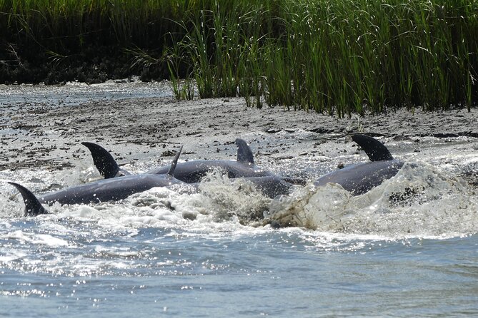 90-Minute Private Dolphin Tour in Hilton Head Island - What the 90 Minutes Feels Like