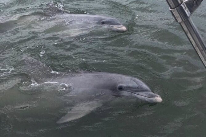 90-Minute Private Dolphin Tour in Hilton Head Island - The Boat and Comfort Level